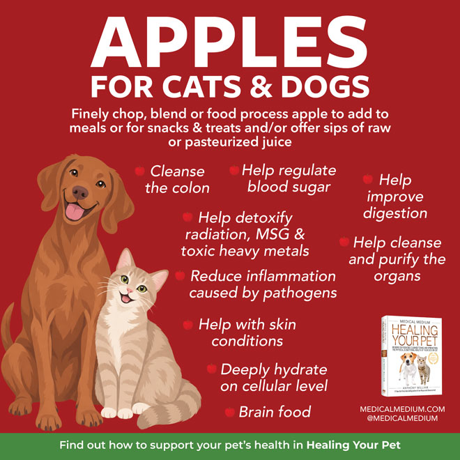 Apples For Cats And Dogs