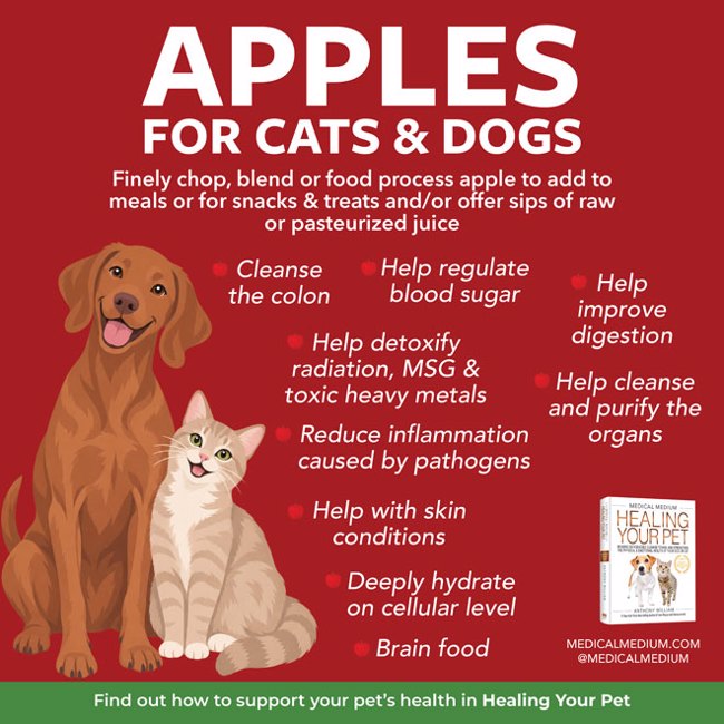 Apples For Cats And Dogs