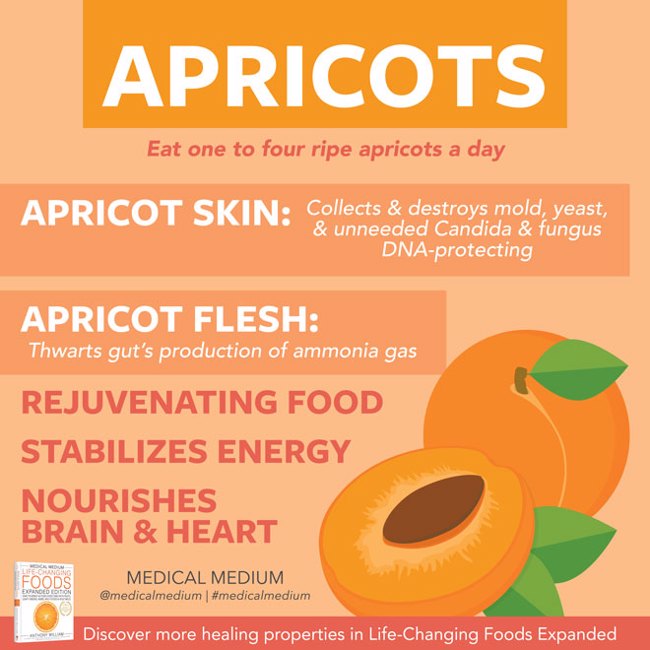 Apricots: Rejuvenation Fruit