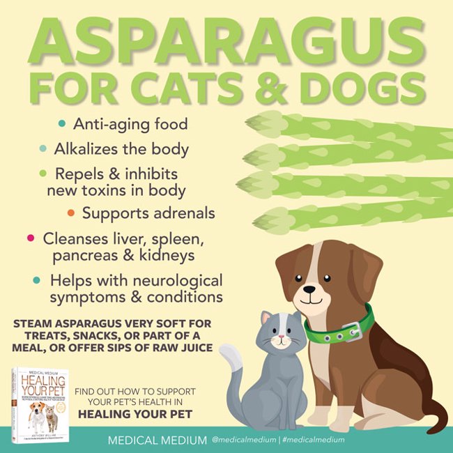 Asparagus For Cats And Dogs