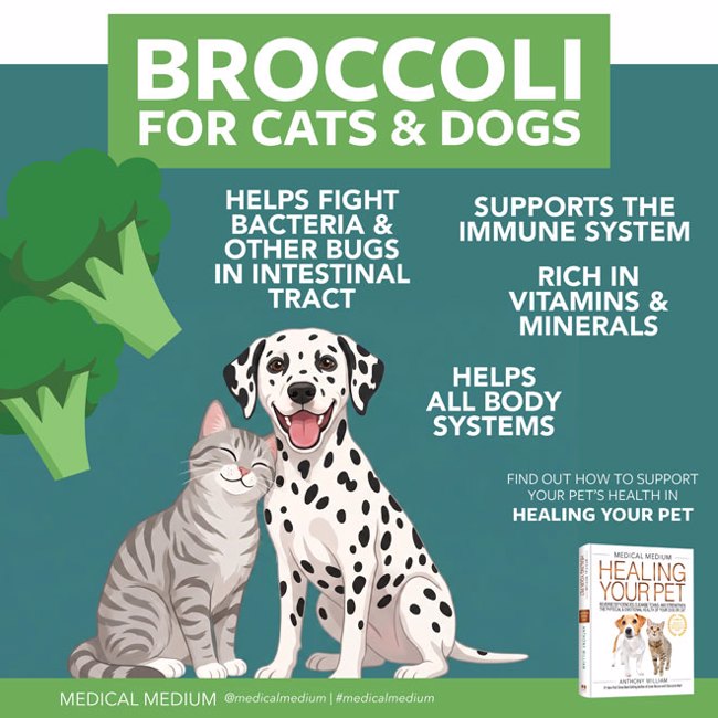 Broccoli For Cats And Dogs