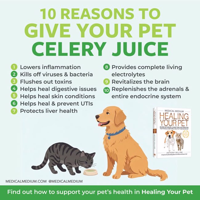 10 Reasons To Give Your Pet Celery Juice 