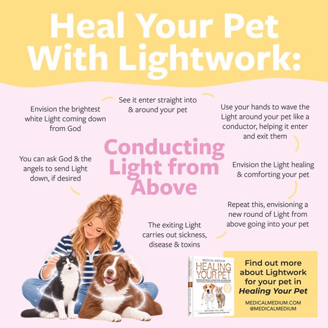 Heal Your Pet With Lightwork: Conducting Light from Above