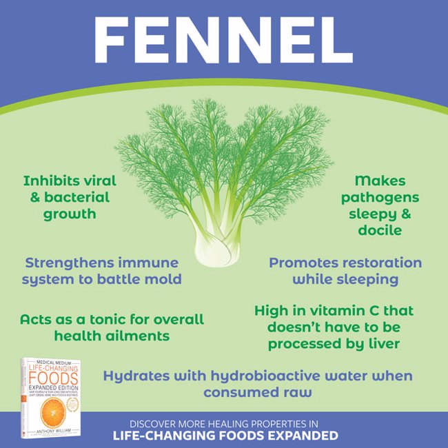 Fennel