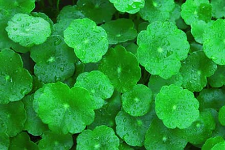 Gotu Kola