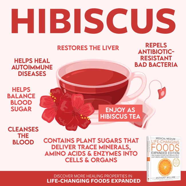 Hibiscus