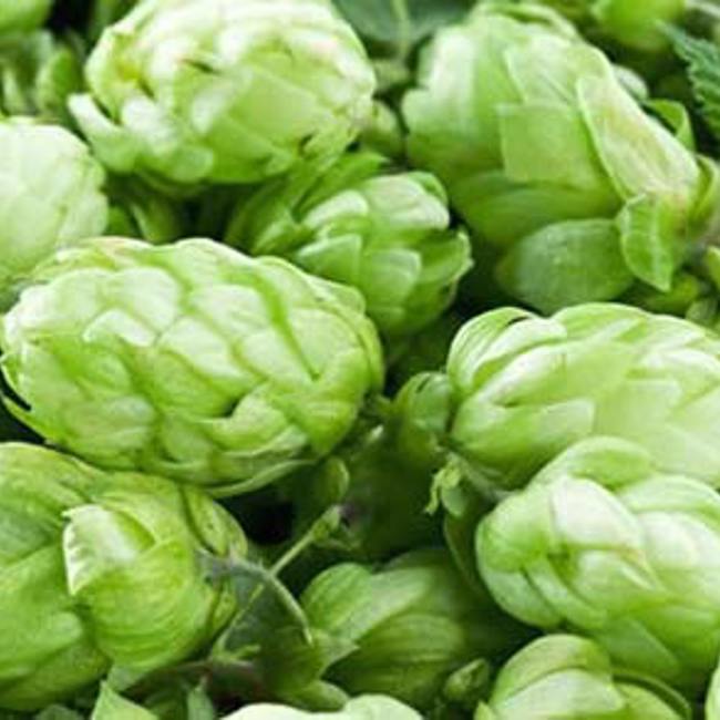 Hops