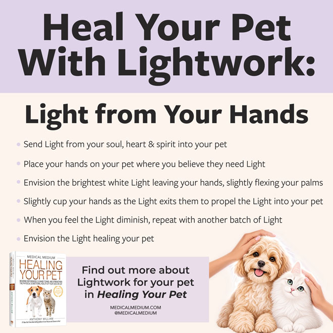 Heal Your Pet With Lightwork: Light from Your Hands 