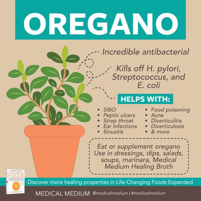 Oregano: Bacteria Killer