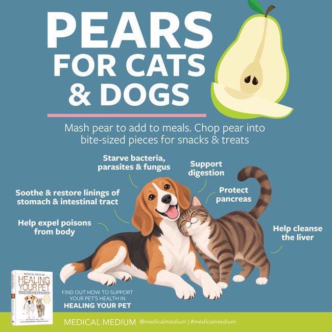 Pears For Cats And Dogs