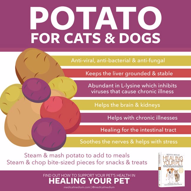 Potato For Cats And Dogs