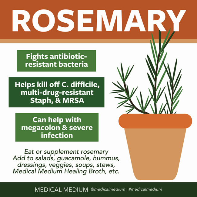 Rosemary: Bacteria Fighter