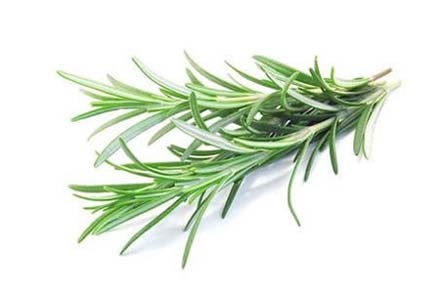 Rosemary