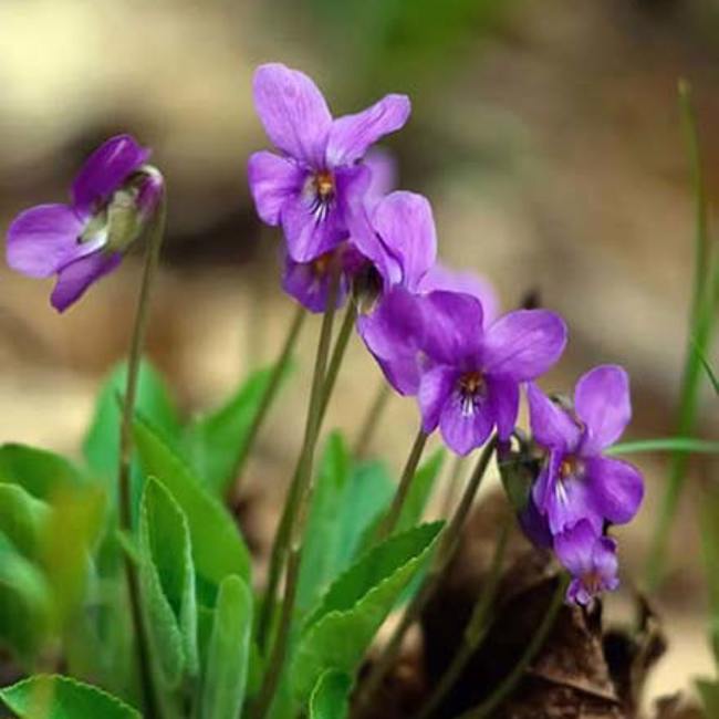 Sweet Violet