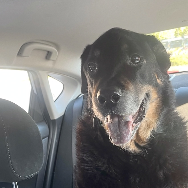 14 Year Old Dog Reversing Dementia & Arthritis