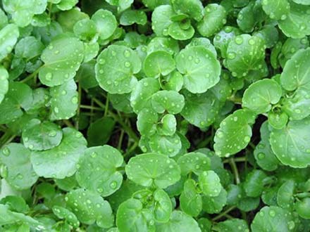 Watercress