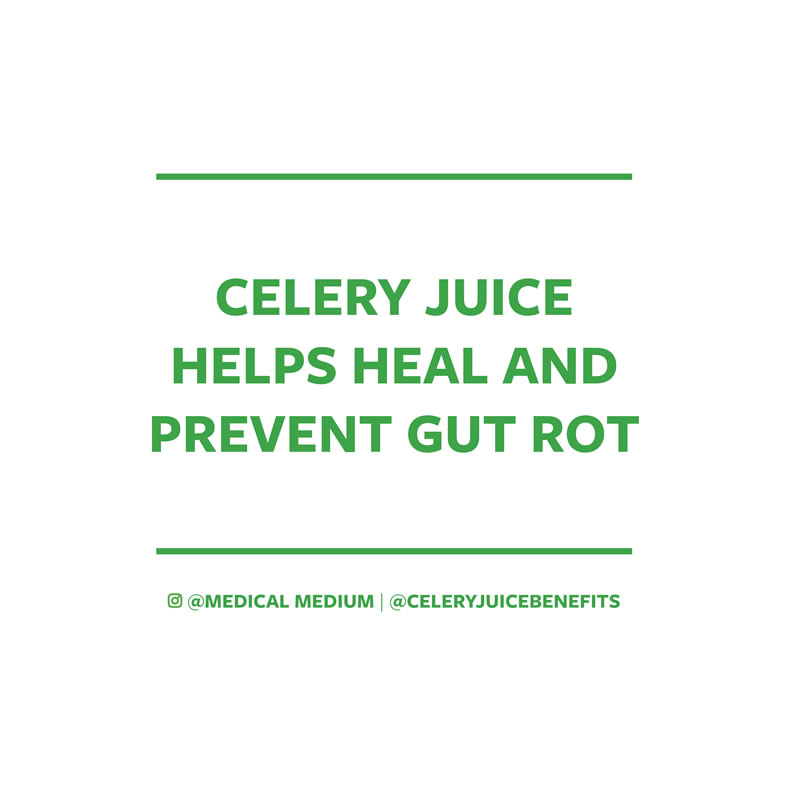 Celery juice helps heal and prevent gut rot 