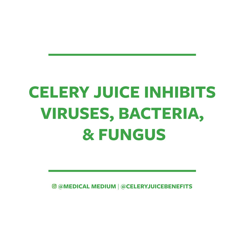 Celery juice inhibits viruses, bacteria, and fungus